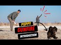 Prevent Your Dog From Becoming Gunshy