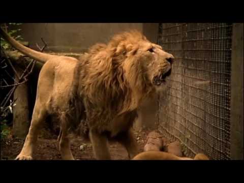 Tree Creeper vs Future Predator.