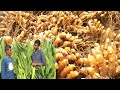 Turmeric Cultivation is a more profitable business with low cost and less effort - Turmeric Cultivation Method and Incom