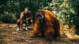 Download lagu Face to Face with the Great Apes mp3