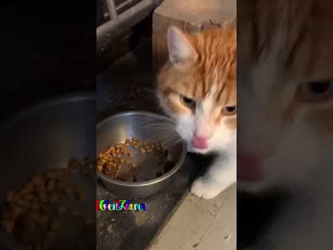 our adorable cat eating crunchy food #shorts