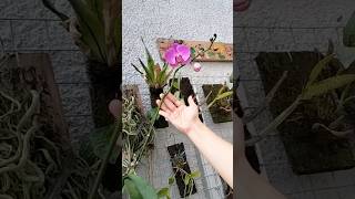 Download lagu Don't Cut the Moon Orchid Stems! #orchid #moonorchid #orchid mp3 Download lagu Don't Cut the Moon Orchid Stems! #orchid #moonorchid #orchid mp3