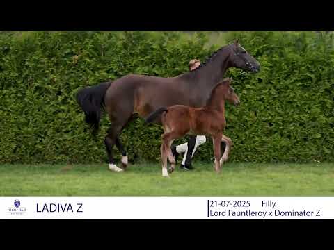 LADIVA Z