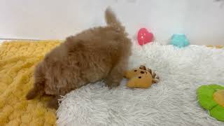 ハーフ犬の動画01