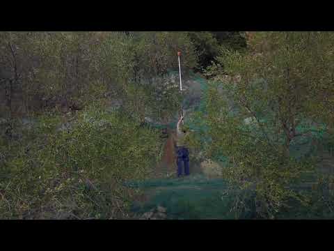 Italiensk olivenhøst