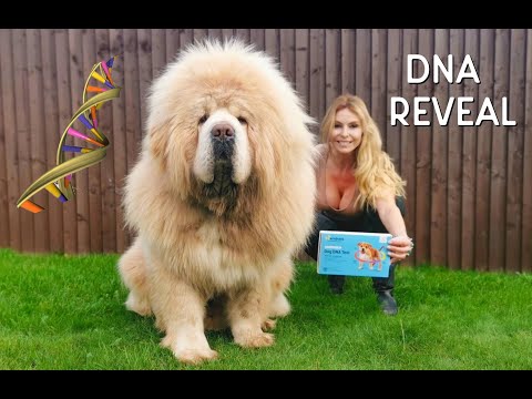CHINESE TIBETAN MASTIFF DOG - DNA REVEAL !
