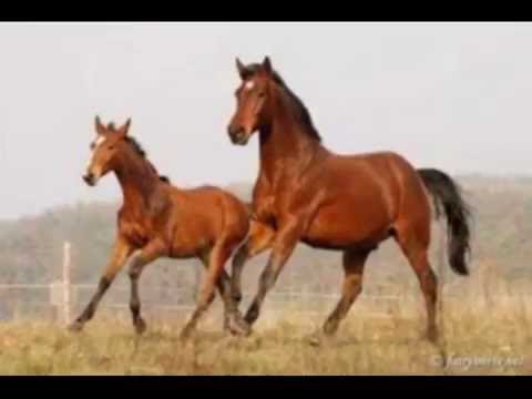 Malokarpazka   Pfedchen  ach Pferdchen