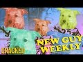 New Guy and Cute Dog React to the Puppy Bowl.