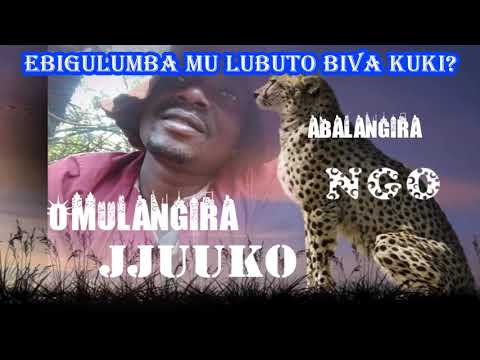 Ebigulumba mu lubuto biva kuki? Omulangira Jjuuko Munabuddu
