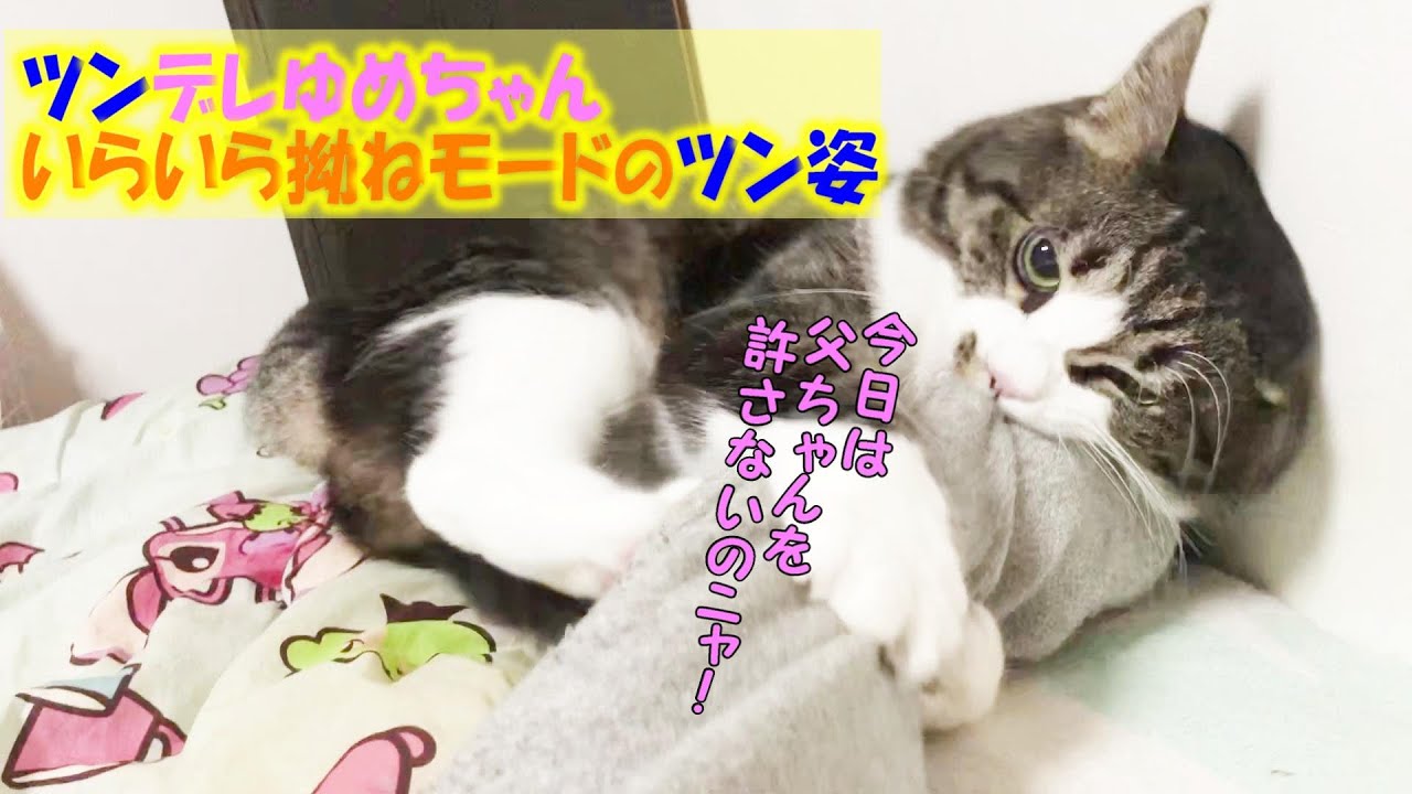 いらいら拗ねモードなツンデレ猫  【保護猫 野良猫 成長】