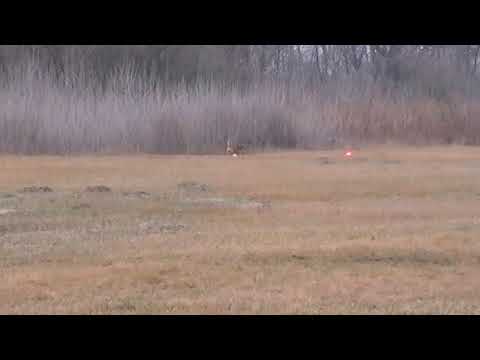 Lutra 1. kör, XI. Tisza-parti Nyusszogtató, Alsónémedi, 2018.03.17.