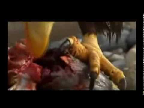 la renovacion del aguila hd