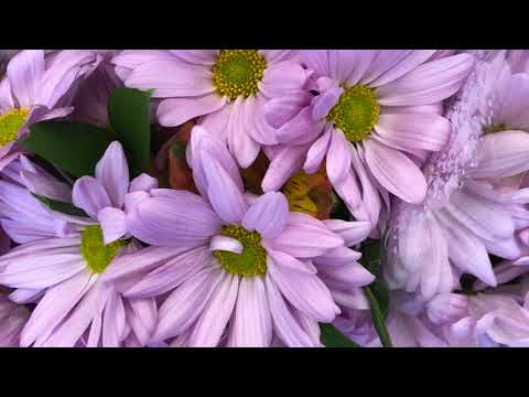 Flowers in Bloom - Maria Luisa Constantino