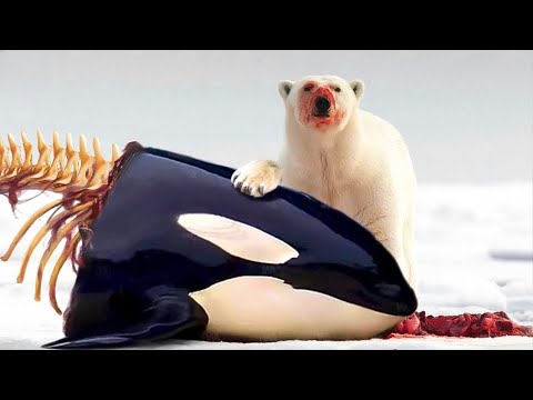 When an Orca Meets a Hungry Polar Bear
