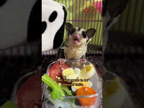 What You Should Know Before Keeping a Sugar Glider as a Pet! #animalfacts #facts