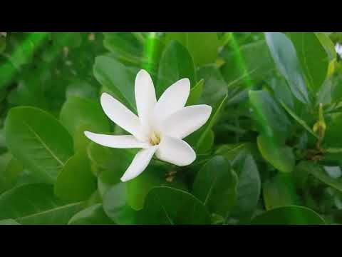 🎼 Oh Quelle Grace..🎤🎹 louange..Pehe sound🇵🇫🇳🇨🌺