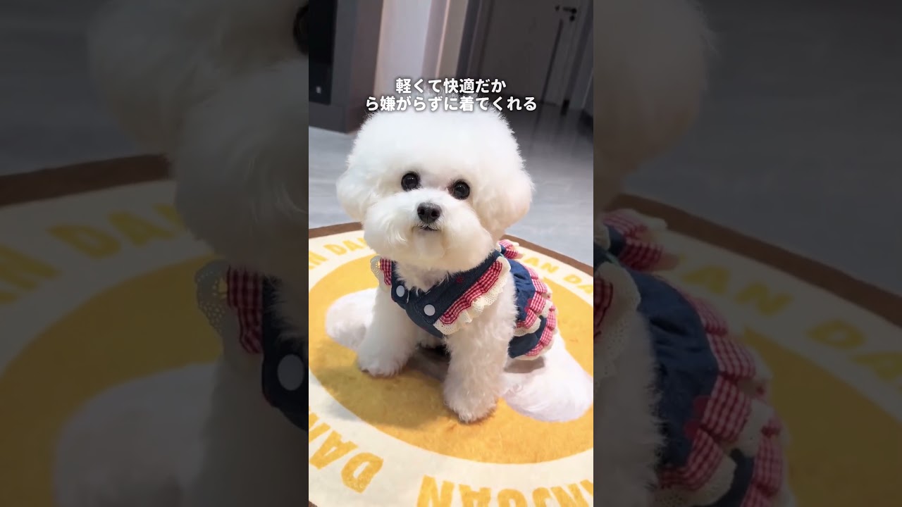 [Giipet] うちの子供、どうしてこんなに可愛くなったんだろう？#犬のいる暮らし #犬のいる生活 #fyp #ペット用品 #犬 #犬好きさんと繋がりたい #犬好き #fypシ #Giipet