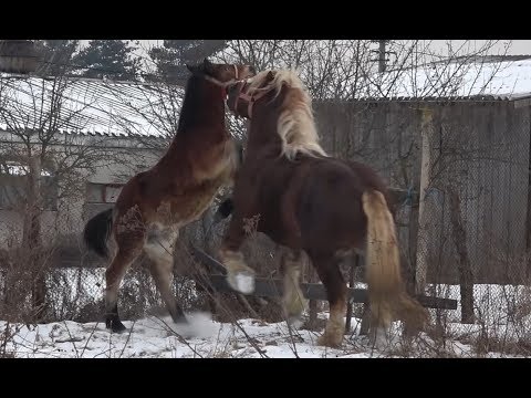 Caii lui Ciocolata de la Gilau, Cluj - 2019