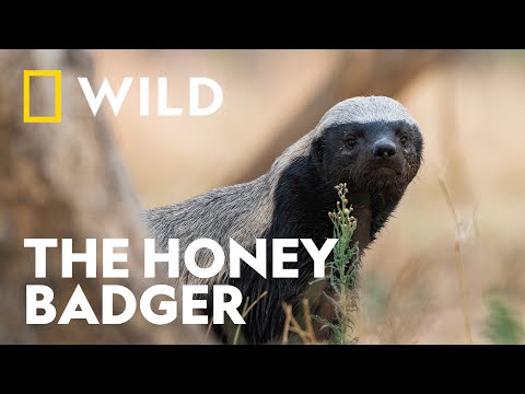 A Week in the life of a Honey Badger | Underdogs | National Geographic WILD UK