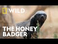 A Week In The Life Of A Honey Badger Underdogs National Geographic WILD UK