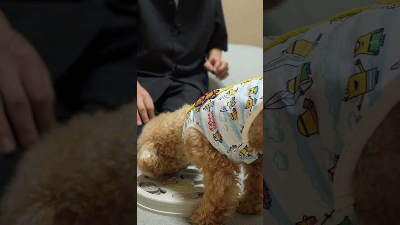 【3COINS】やんちゃな子犬がスリーコインズの知育おもちゃに挑戦！ #Shorts