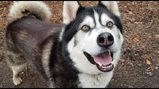 Malamute dog Sherpa gets fooled again! Funny! Then rewarded with chicken off camera