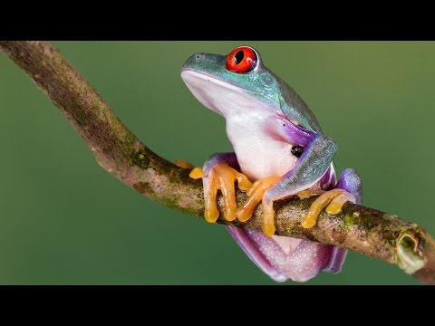 Paul Mc'Cartney and the frog chorus - We All Stand Together