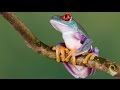 Paul Mc'Cartney and the frog chorus - We All ...