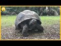134 Year Old Tortoise Becomes Dad For 1st Time