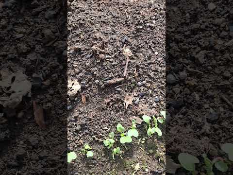 Gartenplanung 2026: Permakultur & nachhaltiger Anbau (9. März)