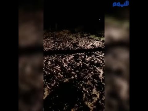 السيطرة على «سرب الجراد» في قرية الخرائق بالطائف