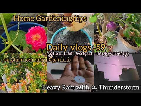 Daily vlogs -59| வீட்டுத் தோட்டம் குறிப்புகள் | Home gardening| Terrace gardening | Sivagami garden