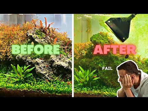 GROWING ALGAE SO I CAN SHOW YOU HOW TO GET RID OF IT...