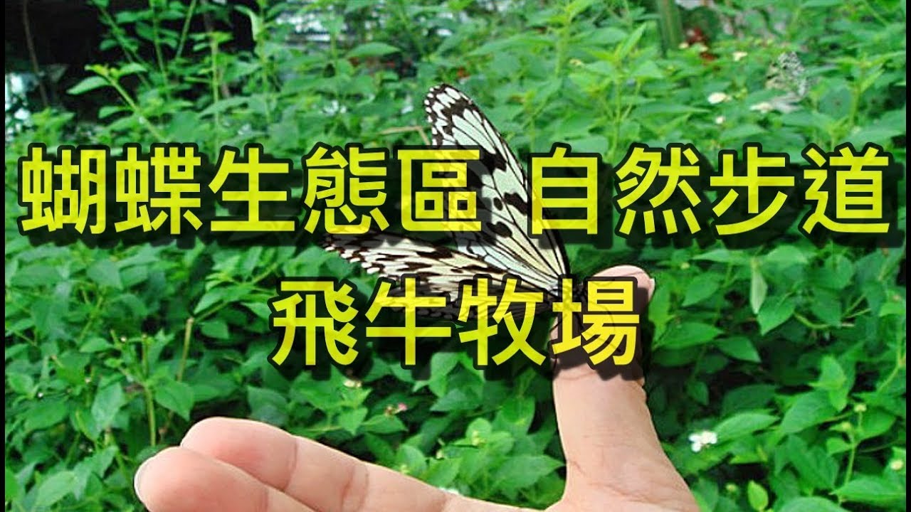 蝴蝶谷 蝴蝶生態區 現場