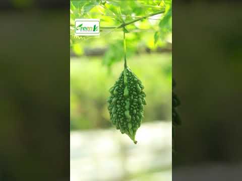 up coming ... green one  #green1 #agriculture #reels