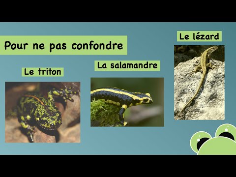 Pour ne pas confondre le triton, la salamandre et le lézard
