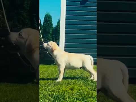 Labrador Retriever puppy for sale