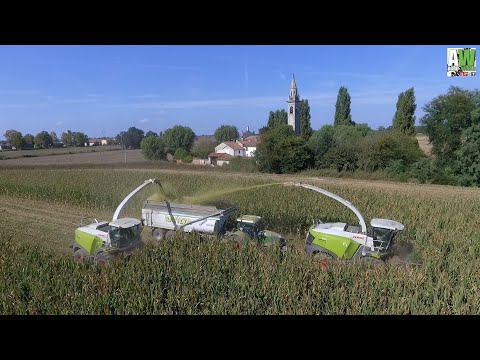 Claas Jaguar 980 & 970 - Silage 2019