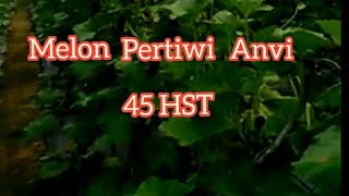 preview picture of video 'melon pertiwi 45 hst'