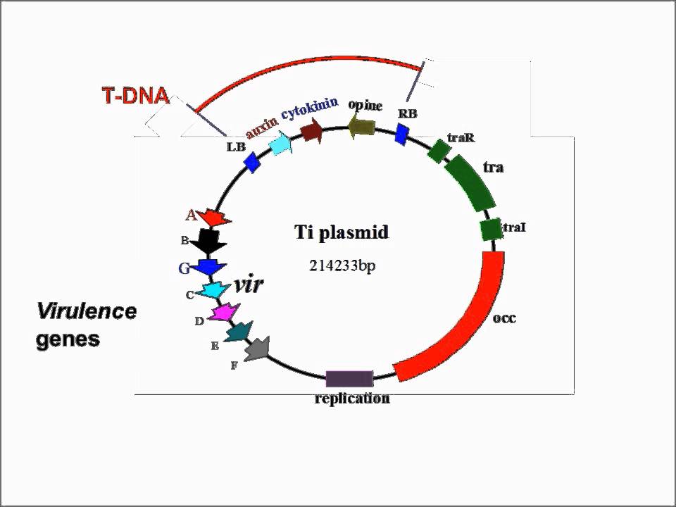 Agrobacterium Mediated Transformation