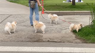 Funny Puppies And Cute Puppies - 재미있는 강아지와 귀여운 강아지