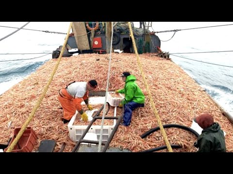 Everyone should watch this Fishermen's video - Catch Hundreds Tons Shrimp With Modern Big Boat