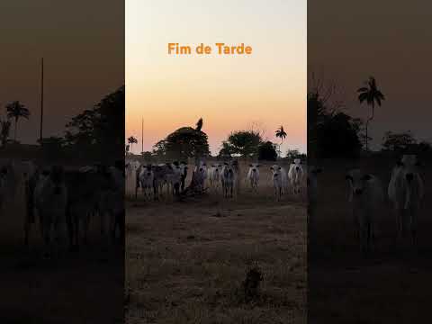 Fim de Tarde - Santa Cruz do Xingu-MT