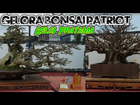 Kelas Pratama, Pamnas Gelora Bonsai Patriot Bekasi Raya 2022