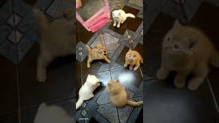 American Shorthair Cats Videos