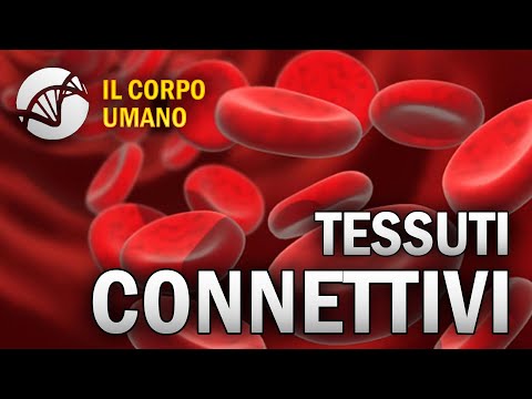 Connective Tissues - The Human Body