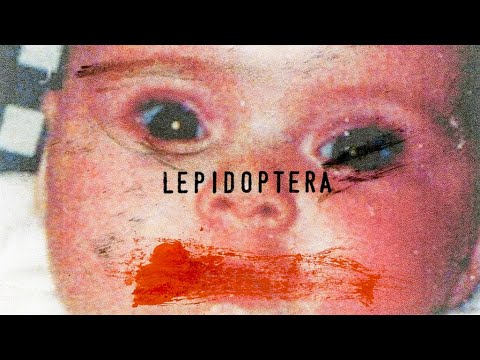 LEPIDOPTERA | Mixed Media Animation with Natural Materials