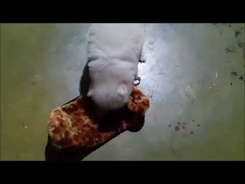 Average day with My doggio 🥰😘🤩