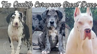 Top Quality European Great Dane Puppies for Sale || jsk pets ||