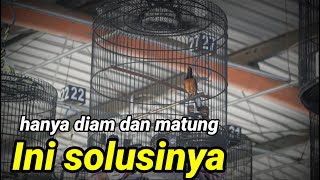 Download lagu cara mengatasi murai batu matung atau diam sat di gantang mp3 Download lagu cara mengatasi murai batu matung atau diam sat di gantang mp3